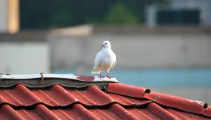 Co oznacza biały gołąb na dachu