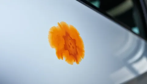 Jak usunąć wżery na lakierze po ptasich odchodach